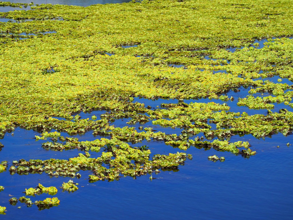Laitue d'eau (Pistia stratiotes)