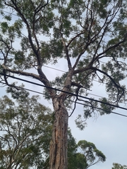 Eucalyptus resinifera