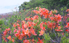 Rhododendron molle japonicum