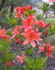 Rhododendron molle japonicum