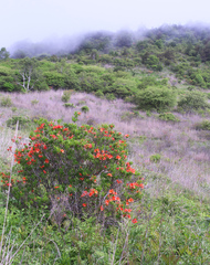 Rhododendron molle japonicum