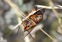 Okanagana occidentalis