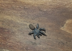 Seqocrypta