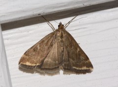 Loxostege sticticalis