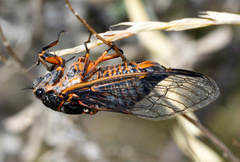 Okanagana occidentalis
