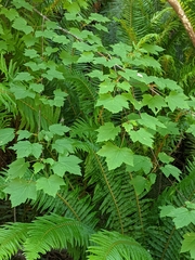 Acer glabrum douglasii