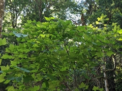 Acer glabrum douglasii
