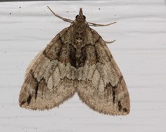 Hydriomena perfracta