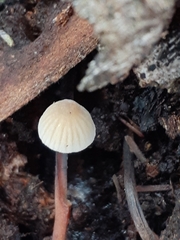 Collybia eucalyptorum