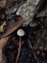 Collybia eucalyptorum