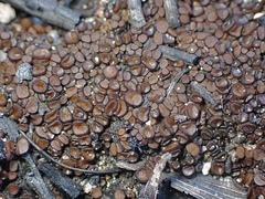 Anthracobia muelleri