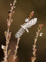 Eupithecia nanata