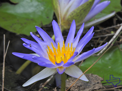 Nymphaea elegans
