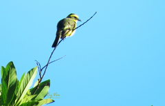 Conopias cinchoneti