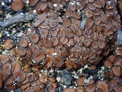 Anthracobia muelleri