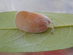 Flatida
