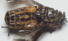 Chrysops aberrans