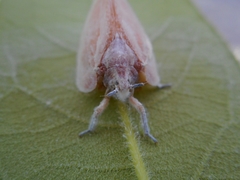Flatida