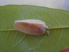 Flatida