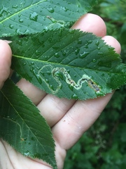 Phytomyza aesculi