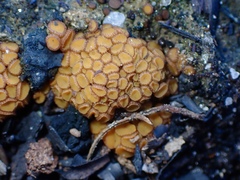 Anthracobia muelleri