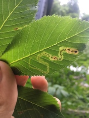 Phytomyza aesculi