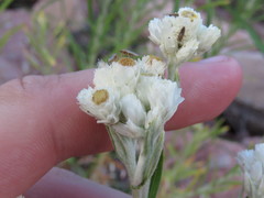 Pseudognaphalium leucocephalum