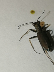 Cylindera germanica