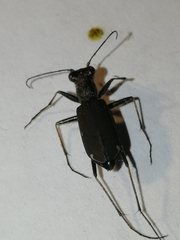 Cylindera germanica