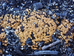 Anthracobia muelleri