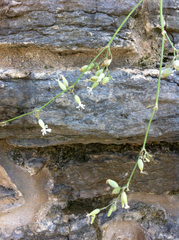 Silene csereii