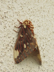 Citheronia beledonon