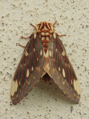 Citheronia beledonon
