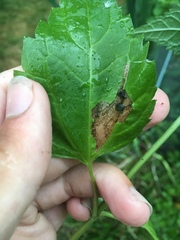 Leucospilapteryx venustella