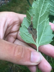 Leucospilapteryx venustella