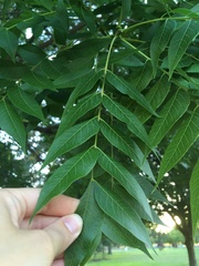 Pistacia chinensis