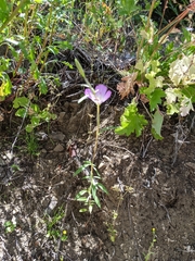 Clarkia amoena caurina