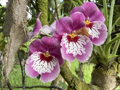 Miltoniopsis