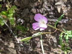 Clarkia amoena caurina