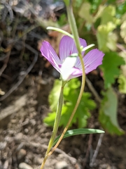 Clarkia amoena caurina
