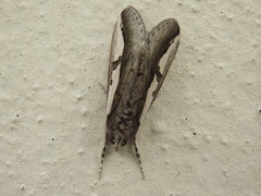 Euscirrhopterus poeyi