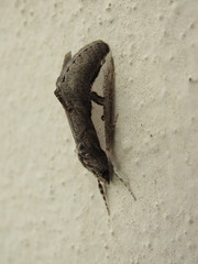 Euscirrhopterus poeyi