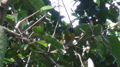 Caryothraustes poliogaster