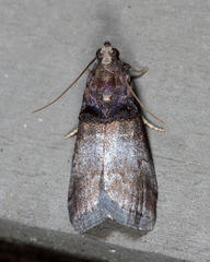 Acrobasis stigmella
