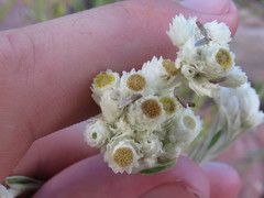 Pseudognaphalium leucocephalum