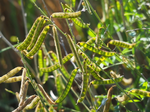 Image of Tephrosia noctiflora by no rights reserved