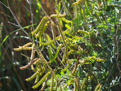 Tephrosia noctiflora