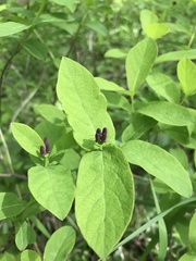 Lonicera chamissoi