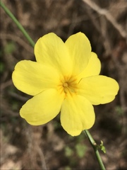 Jasminum mesnyi