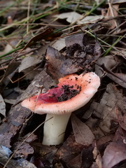 Russula persanguinea